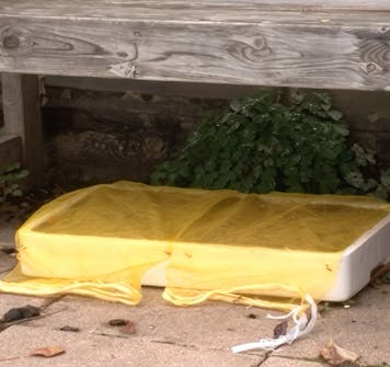 såing av blomsterfrø såing av blomsterfrø